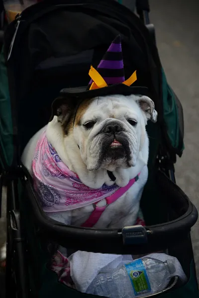 DSC_0415 (Large).JPG